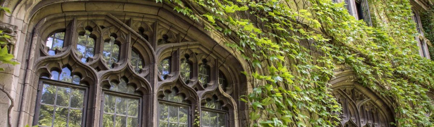 Building windows covered in ivy 